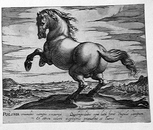 Ein Pferd von hinter, von einem Hügel herabsteigend