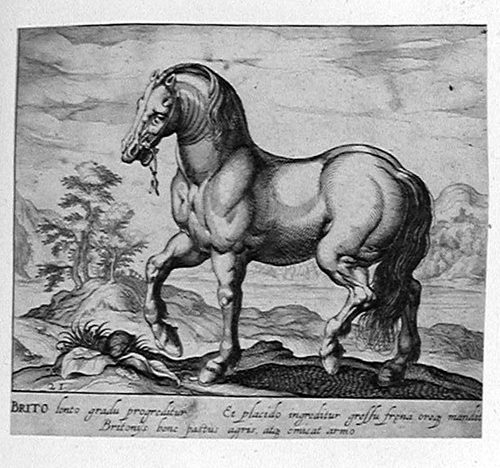 Ein Pferd von vorne, von einem Hügel herabsteigend
