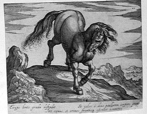 Stehendes Pferd, bei einem anderen toten Pferd stehend