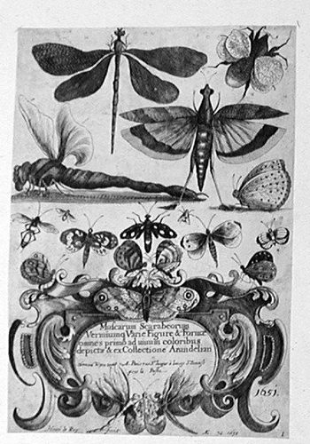 Titelblatt - Eine Libelle mit Schmetterlingen >>Muscarum Scarabeorum Vermiumq Varie Figure & Formae  omnes primo ad vivum coloribus depictae & ex Collectione Arundelan<<