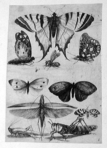 Edelfalter, Heuschrecken und andere Schmetterlinge