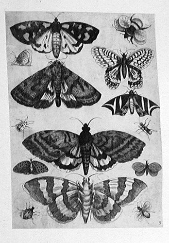 Nachtfalter und Schmetterlinge